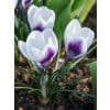Krokus chr. Prins Claus 100stk.