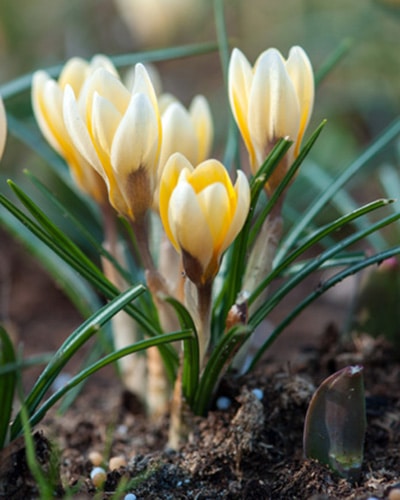 Krokus chr. Romance 100stk.