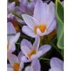 Krokus sp. etruscus Rosalind NEW 100stk.