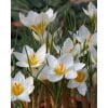 Krokus chr. Snowbunting 100stk.