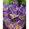 Krokus sieberi Tricolor 100stk.