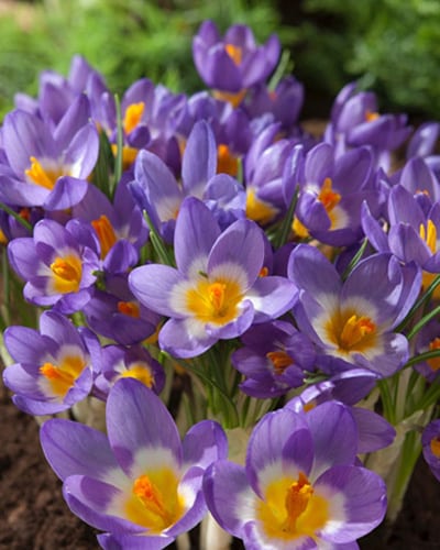 Krokus sieberi Tricolor 100stk.