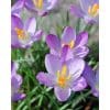 Krokus tommasinianus Whitewell Purple 100stk.
