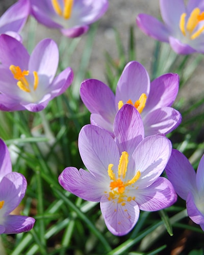 Krokus tommasinianus Whitewell Purple 100stk.