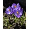 Krokus tommasinianus 100stk.