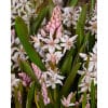 Skilla bifolia Rosea 100 stk. str. 5/+