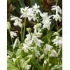 Skilla siberica Alba 100 stk. str. 7/8