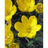 Gul krokus (Sternbergia) lutea 50 stk. str. 10/12