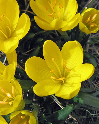 Gul krokus (Sternbergia) lutea 50 stk. str. 10/12