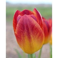Tulipan TRIUMPH Amberglow Str. 11/12 – 100 stk.