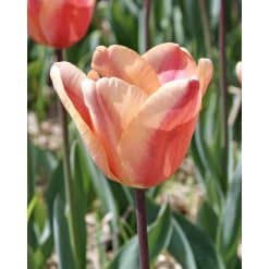 Tulipan TRIUMPH Apricot Foxx Str. 12/+ – 100 stk.