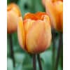 Tulipan TRIUMPH Brown Sugar Str. 12/+ – 100 stk. 1 <p data-start="152" data-end="217"><strong data-start="152" data-end="215">Tulipan TRIUMPH ‘Apricot Foxx’ (NEW) – Str. 12/+ – 100 stk.</strong></p> <p data-start="219" data-end="690">‘Apricot Foxx’ er en spændende nyhed blandt Triumph-tulipanerne og kendetegnes ved sine varme, bløde farver. Blomsterne åbner sig i april–maj i en smuk abrikos-orange tone, ofte med et rosa til purpur skær, der giver et elegant farvespil. Den kraftige Triumph-karakter sikrer robuste planter med stærke stængler, som står godt både i bede og krukker. Med løgstørrelse 12/+ får du ekstra kraftige løg, der udvikler større blomster og giver et endnu mere imponerende syn.</p> Tulipan TRIUMPH Brown Sugar Str. 12/+ – 100 stk.