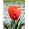 Tulipan TRIUMPH Cadans Str. 11/12 – 100 stk. 1 <p data-start="145" data-end="203"><strong data-start="145" data-end="201">Tulipan TRIUMPH ‘Brown Sugar’ – Str. 12/+ – 100 stk.</strong></p> <p data-start="205" data-end="709">‘Brown Sugar’ er en usædvanlig og elegant Triumph-tulipan, der skiller sig ud med sin varme og unikke farvepalette. De store blomster har en dyb brunlig-rød til karameltonet farve med et let purpur- og kobberskær, som ændrer sig smukt i sollyset. Med sin stærke stængel og robuste vækst står den flot i april–maj og tilfører haven et sofistikeret og eksotisk præg. Med løgstørrelse 12/+ får du ekstra kraftige planter og større blomster, der virkelig gør indtryk både i bede, krukker og som snitblomst.</p> Tulipan TRIUMPH Cadans Str. 11/12 – 100 stk.