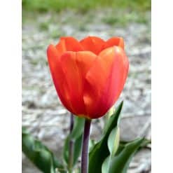 Tulipan TRIUMPH Cadans Str. 11/12 – 100 stk.