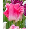 Tulipan Triumph crown Crown of Dynasty 100 stk. str. 11/12 2 <h3 data-start="115" data-end="170">Tulipan Triumph crown Crown of Negrita 100 stk. str. 11/12</h3> <h2 data-start="115" data-end="170">Tulipan <em data-start="126" data-end="146">‘Crown of Negrita’</em> – 100 stk. str. 11/12</h2> <p data-start="172" data-end="521">Tulipan <em data-start="180" data-end="200">‘Crown of Negrita’</em> er en dramatisk og elegant Triumph Crown-tulipan, der imponerer med sine dybe farver og særlige blomsterform. Den blomstrer i april–maj med kraftige, bægerformede blomster i intens purpur-lilla. Kronbladene har en let bølgende, kroneagtig afslutning, som tilfører blomsterne et eksklusivt og anderledes udtryk i haven.</p> Tulipan Triumph crown Crown of Dynasty 100 stk. str. 11/12