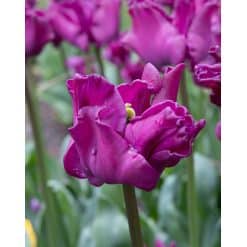 Tulipan Triumph crown Crown of Negrita 100 stk. str. 11/12