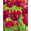 Tulipan Triumph crown Red Dress 100 stk. str. 11/12