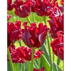Tulipan Triumph crown Red Dress 100 stk. str. 11/12