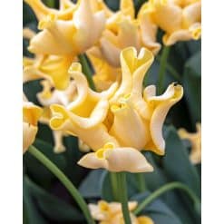 Tulipan Triumph crown Yellow Crown NEW 100 stk. str. 12/+