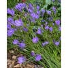 stjerneblomst Corrina 100stk 2 <h2 data-start="107" data-end="158">Amaryllis <em data-start="120" data-end="135">Apple Blossom</em> – 10 stk. str. 32/34</h2> <p data-start="160" data-end="566">Amaryllis <em data-start="170" data-end="185">Apple Blossom</em> er en af de mest elskede sorter inden for amaryllis på grund af sine store, elegante blomster i sarte farvenuancer. Den blomstrer indendørs i vintermånederne og tidligt forår med imponerende, trompetformede blomster i hvidt med bløde rosa og lyserøde skygger, der minder om æbleblomster – heraf navnet. Den er perfekt som dekorativ potteplante og som blikfang i vinterens mørke.</p> stjerneblomst Corrina 100stk
