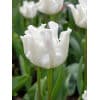 Tulipan Triumph crown White Liberstar 100 stk. str. 10/11