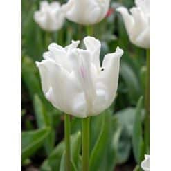 Tulipan Triumph crown White Liberstar 100 stk. str. 10/11