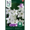 Jasminprydtobak 'Grandiflora'