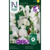Ærteblomst 'Royal White' 1 <h3>Ærteblomst 'Royal Rose'</h3> Ærteblomst <em data-start="113" data-end="127">‘Royal Rose’</em> er en smuk og romantisk sort med bløde, rosafarvede blomster og dejlig duft. Ideel til espalier, hegn og som snitblomst hele sommeren. Ærteblomst 'Royal White'