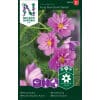 Stolt kavaler 'Fizzy Pink Dark Center'