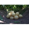Pondus Læggekartofler 1,5 kg 2 <h3>Mikado Læggekartofler 1,5 kg</h3> <p data-start="357" data-end="601">Mikado er en alsidig kartoffelsort, der er kendt for sin ensartede kvalitet, gode konsistens og milde smag. Sorten egner sig godt til både kogning, stegning og bagning og passer perfekt til både hverdagsretter og mere klassiske kartoffelretter.</p> <p data-start="853" data-end="939">For optimal kvalitet bør kartoflerne opbevares køligt, mørkt og tørt efter modtagelse.</p> Pondus Læggekartofler 1,5 kg