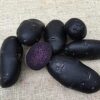 Purple Rain Læggekartofler 1,5 kg