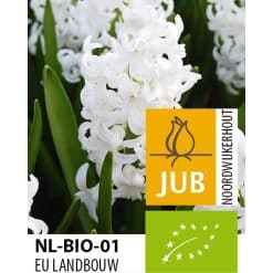 Hyacint ‘White Pearl’ – BIO – 50 stk. – Str. 15/17