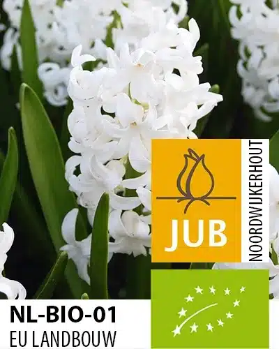 Hyacint ‘White Pearl’ – BIO – 50 stk. – Str. 15/17 3 <h3>Hyacint ‘White Pearl’ – BIO – 50 stk. – Str. 15/17</h3> <p class="isSelectedEnd"><strong>Hyacint ‘White Pearl’</strong> er en elegant hyacint med smukke <strong>hvide blomster</strong> og en dejlig, karakteristisk <strong>hyacintduft</strong>. De tætte blomsterstande giver et lyst og stilrent udtryk og passer perfekt ind i både klassiske og moderne forårsbeplantninger.</p> <p class="isSelectedEnd">‘White Pearl’ bliver omkring <strong>25 cm høj</strong> og blomstrer i <strong>april</strong>. Den kompakte vækst gør den velegnet til både bede og rabatter, hvor de hvide blomster skaber et flot blikfang mellem andre forårsløg.</p> <p class="isSelectedEnd">Sorten er også oplagt til <strong>krukker og plantekasser</strong> på terrasse eller altan, hvor man samtidig får glæde af den skønne duft tæt på opholdsområdet.</p> <p class="isSelectedEnd">‘White Pearl’ er særlig flot sammen med <strong>Anemone blanda ‘Blue Shades’</strong> og forskellige tulipansorter, hvor de rene hvide blomster er nemme at kombinere med både stærke og afdæmpede farver.</p> <p class="isSelectedEnd">Løgene er <strong>økologisk dyrkede (BIO)</strong>.</p> Hyacint ‘White Pearl’ – BIO – 50 stk. – Str. 15/17