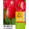 Tulipan ‘Judith Leyster’ – BIO – 100 stk. – Str. 11/12