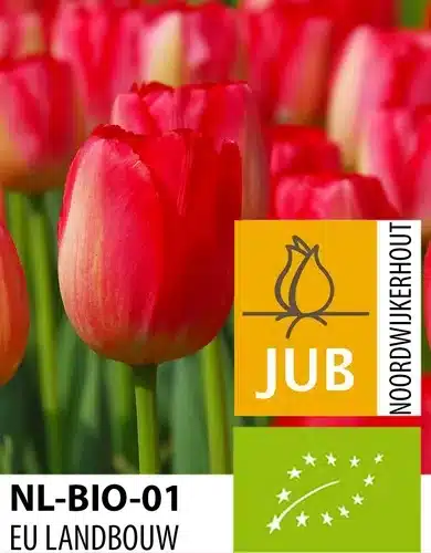 Tulipan ‘Judith Leyster’ – BIO – 100 stk. – Str. 11/12 2 <h3>Tulipan ‘Judith Leyster’ – BIO – 100 stk. – Str. 11/12</h3> <p class="isSelectedEnd"><strong>Tulipan ‘Judith Leyster’</strong> er en iøjnefaldende tulipan med flotte <strong>røde og gule blomster</strong>, der tilfører varme og kraftige farver til forårshaven. Den smukke farvekombination gør sorten særlig effektfuld både alene og sammen med andre tulipaner.</p> <p class="isSelectedEnd">‘Judith Leyster’ bliver omkring <strong>55 cm høj</strong> og blomstrer fra <strong>april til maj</strong>. Den gode højde gør den velegnet til både bede og rabatter, hvor den kan bruges i grupper eller som en del af en større forårsbeplantning.</p> <p class="isSelectedEnd">De lange stilke gør tulipanen velegnet som <strong>snitblomst</strong>, så de farverige blomster også kan nydes indendørs i buketter. Sorten kan desuden dyrkes i <strong>krukker og plantekasser</strong> på terrasse eller altan.</p> <p class="isSelectedEnd">Løgene er <strong>økologisk dyrkede (BIO)</strong>.</p> Tulipan ‘Judith Leyster’ – BIO – 100 stk. – Str. 11/12