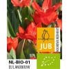 Botanisk tulipan ‘Zwanenburg’ – Tulipa praestans – BIO – 100 stk. – Str. 7/+ 1 <h3>Tulipan ‘Judith Leyster’ – BIO – 100 stk. – Str. 11/12</h3> <p class="isSelectedEnd"><strong>Tulipan ‘Judith Leyster’</strong> er en iøjnefaldende tulipan med flotte <strong>røde og gule blomster</strong>, der tilfører varme og kraftige farver til forårshaven. Den smukke farvekombination gør sorten særlig effektfuld både alene og sammen med andre tulipaner.</p> <p class="isSelectedEnd">‘Judith Leyster’ bliver omkring <strong>55 cm høj</strong> og blomstrer fra <strong>april til maj</strong>. Den gode højde gør den velegnet til både bede og rabatter, hvor den kan bruges i grupper eller som en del af en større forårsbeplantning.</p> <p class="isSelectedEnd">De lange stilke gør tulipanen velegnet som <strong>snitblomst</strong>, så de farverige blomster også kan nydes indendørs i buketter. Sorten kan desuden dyrkes i <strong>krukker og plantekasser</strong> på terrasse eller altan.</p> <p class="isSelectedEnd">Løgene er <strong>økologisk dyrkede (BIO)</strong>.</p> Botanisk tulipan ‘Zwanenburg’ – Tulipa praestans – BIO – 100 stk. – Str. 7/+