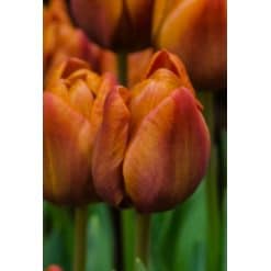 Tulipan ‘Cairo’ – 100 stk.